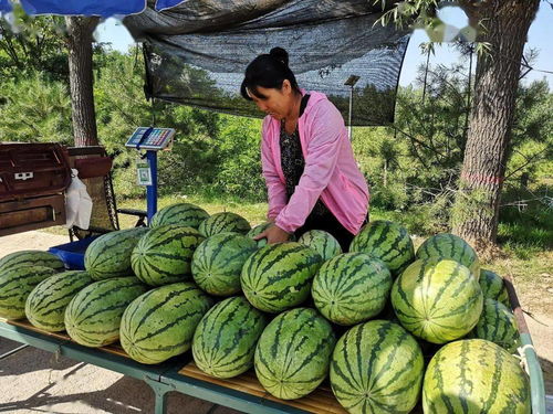 藍田優質農產品 白鹿原西瓜的獨特魅力