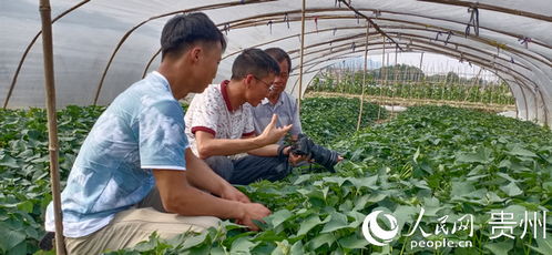 大數據與電子商務雙輪驅動，思南農特產品邁出山門