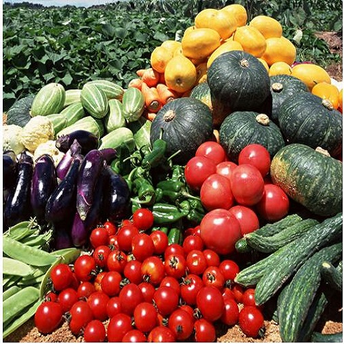 高原夏菜新鮮直供 守誠農產品專業合作社為您提供優質蔬菜套餐