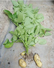 青島膠州 優質農產品的集散地，一站式價格與批發采購指南